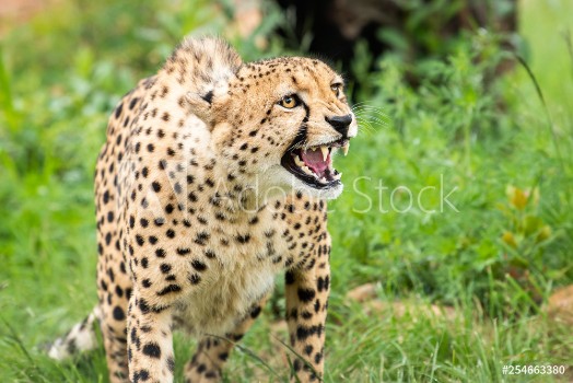 Picture of Cheetah bares teeth at threat